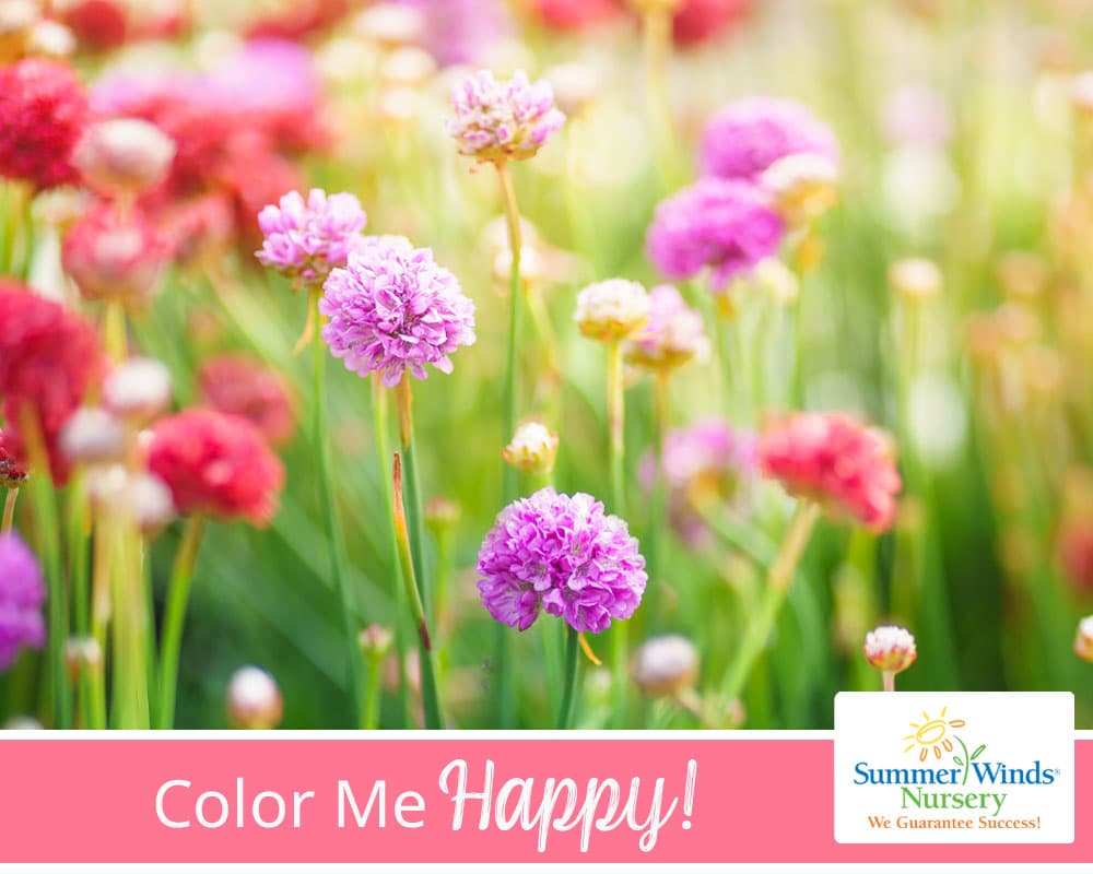 Color Me Happy eGift Card