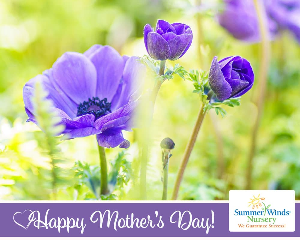 Happy Mother's Day eGift Card