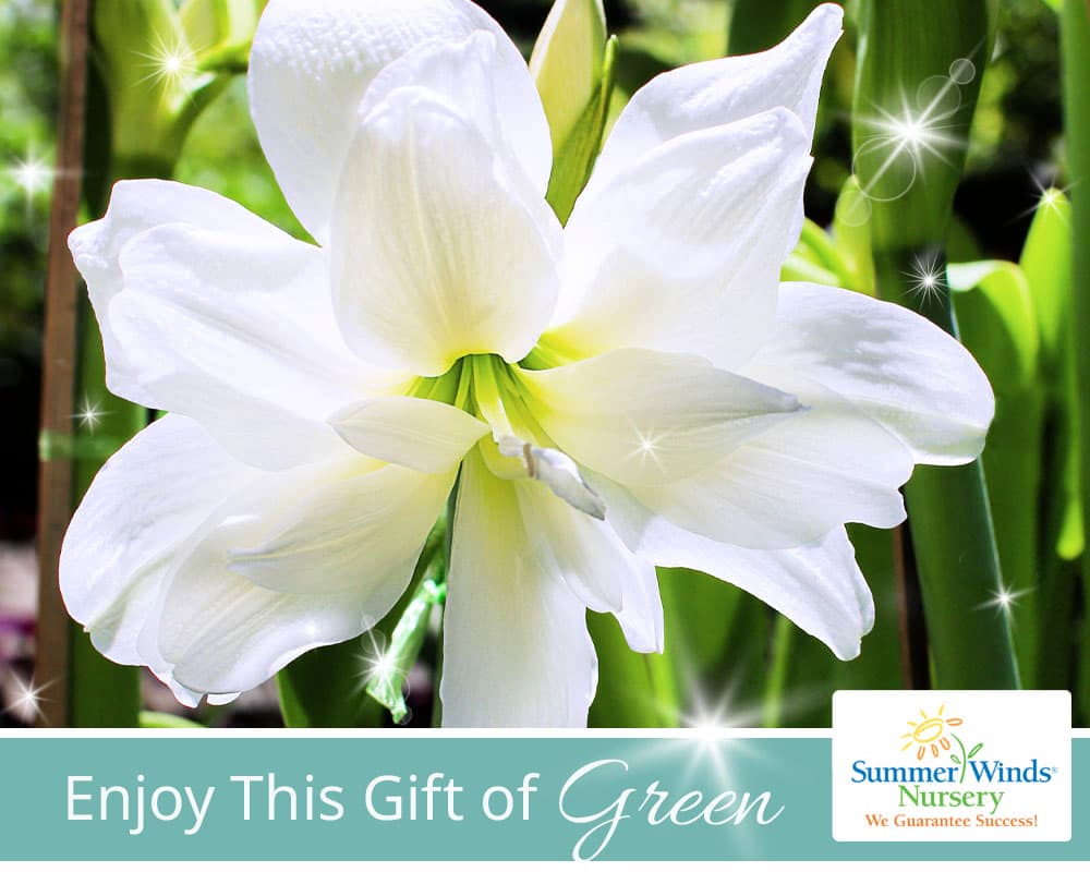 The Gift of Green eGift Card